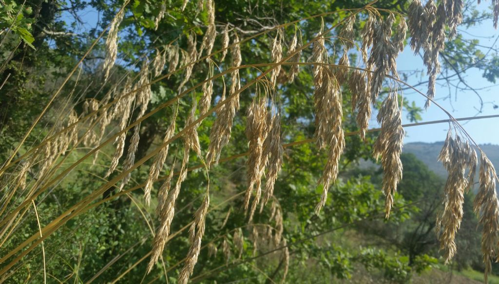 Ampelodesmos mauritanicus?